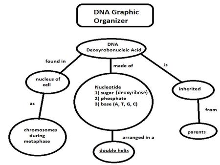 (deoxyribose). DNA: The Molecule of Heredity DNA Deoxyribonucleic acid Is a type of nucleic acid What chromosomes (and genes) are made of Made up of.