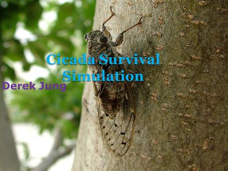 Derek Jung Cicada Survival Simulation.  Cicadas spend years underground before coming out to surface in order to mate and lay eggs.  Primary number.