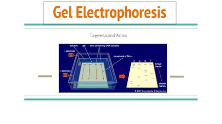 Tayeesa and Anna Gel Electrophoresis. The process:  Restriction enzymes cut DNA of interest  The pieces of restricted DNA are placed into the wells.