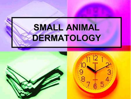 SMALL ANIMAL DERMATOLOGY. SMALL ANIMAL DERMATOLOGY (1) Rotation Emphasis: Small animal Rotation Emphasis: Small animal Recommended: SA and Mixed emphasis.