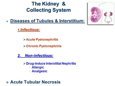 The Kidney & Collecting System  Diseases of Tubules & Interstitium: 1. Infectious:  Acute Pyelonephritis  Chronic Pyelonephriris 2. Non-infectious: