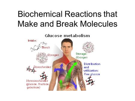 Biochemical Reactions that Make and Break Molecules.