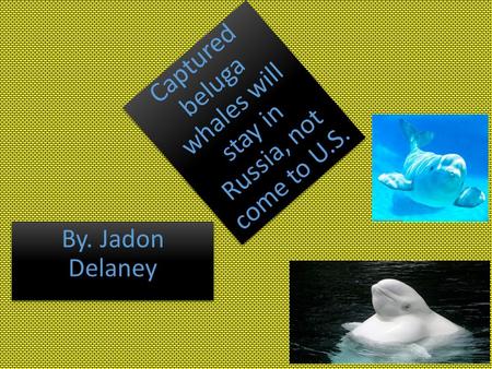 Captured beluga whales will stay in Russia, not come to U.S. By. Jadon Delaney.