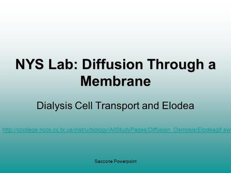 Saccone Powerpoint NYS Lab: Diffusion Through a Membrane Dialysis Cell Transport and Elodea