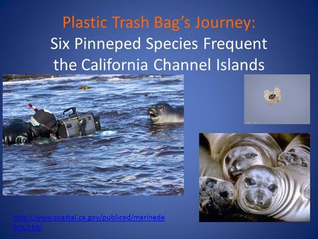 Plastic Trash Bag’s Journey: Six Pinneped Species Frequent the California Channel Islands  bris.html.