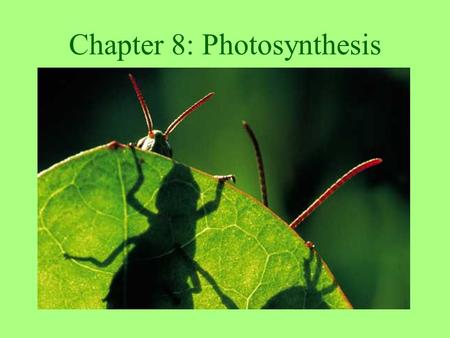 Chapter 8: Photosynthesis