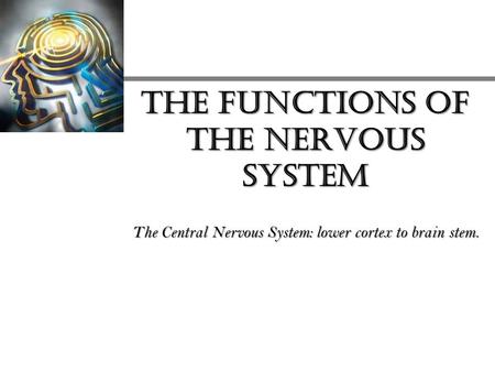 THE FUNCTIONS OF THE NERVOUS SYSTEM The Central Nervous System: lower cortex to brain stem.