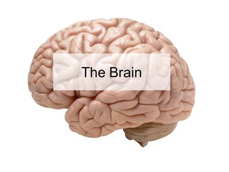 The Brain.