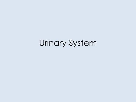 Urinary System.