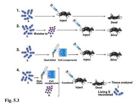 Fig. 5.3 Transforms R cells Fig. 5.5 Uracil (U) Five Fig. 5.7.