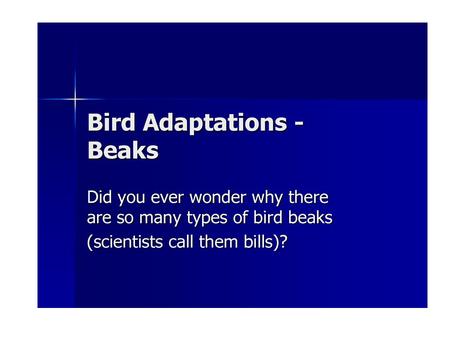 Let’s take a look at some birds and the adaptations that help them get the food they need to survive.