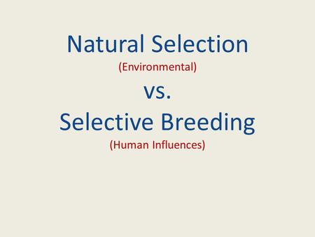 Natural Selection (Environmental) vs. Selective Breeding (Human Influences)