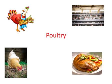 Poultry. Poultry Basics ‘Poultry’ usually refers to chickens and turkeys, but also includes ducks, geese, pheasant, quail, ostrich…. Poultry 2 nd highest.