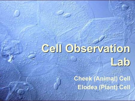 Cell Observation Lab Cheek (Animal) Cell Elodea (Plant) Cell.