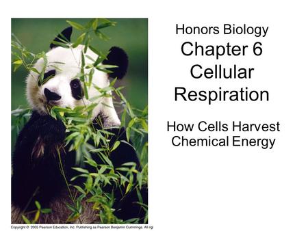 Honors Biology Chapter 6 Cellular Respiration How Cells Harvest Chemical Energy.