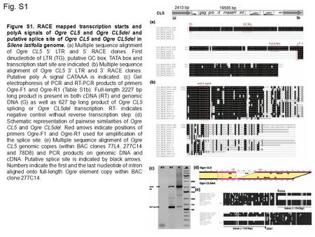 Figure S1. RACE mapped transcription starts and polyA signals of Ogre CL5 and Ogre CL5del and putative splice site of Ogre CL5 and Ogre CL5del in Silene.