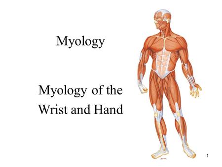 1 Myology Myology of the Wrist and Hand. 2 Anatomical Review Distal Ulna and Radius (Notes in Lecture 3)