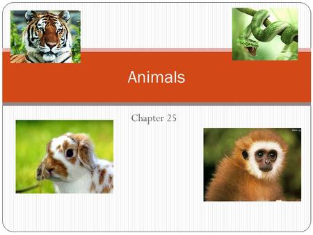 Chapter 25 Animals. What is an Animal? Animals- They are: members of the kingdom anamalia Multicellular Heterotrophic Eukaryotic organisms who lack cell.