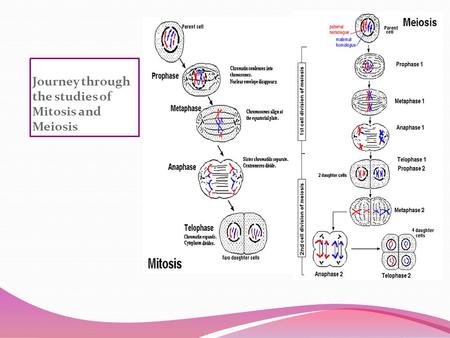 Journey through the studies of Mitosis and Meiosis.