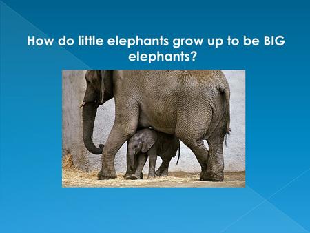 How do little elephants grow up to be BIG elephants?