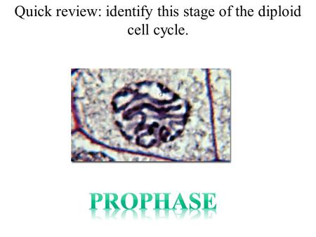 Quick review: identify this stage of the diploid cell cycle.