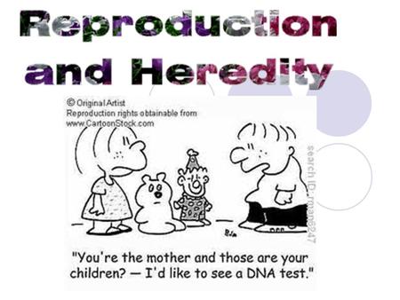 Stages of Reproduction 1. Fertilization~ Joining of an egg and a sperm in the fallopian tube Video/7:07.