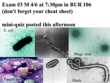 Ebola E. coli Fungus from soil Phage virus Exam #3 M 4/6 at 7:30pm in BUR 106 (don't forget your cheat sheet) mini-quiz posted this afternoon.