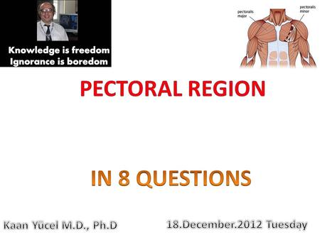 1. 2 The pectoral region is external to the anterior thoracic wall and anchors the upper limb to the trunk.