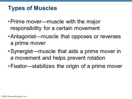 © 2012 Pearson Education, Inc. Types of Muscles Prime mover—muscle with the major responsibility for a certain movement Antagonist—muscle that opposes.