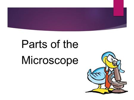 Parts of the Microscope