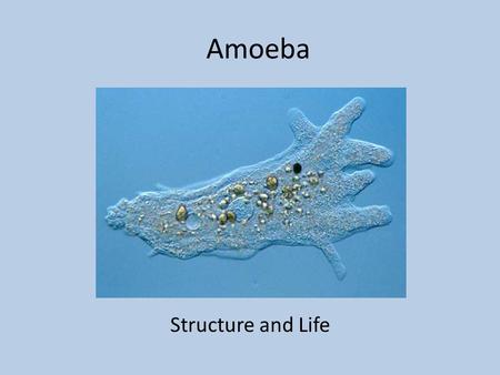 Amoeba Structure and Life. Amoeba are animal like Protists Animal like protists are called Protozoa.