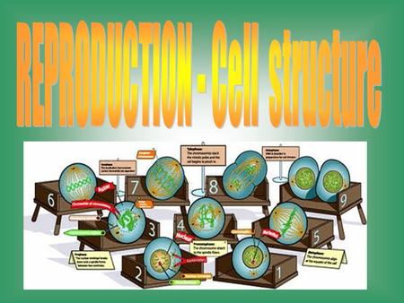 Cell Theory All living things are made up of cells. Cells are the smallest working units of all living things. All cells come from preexisting cells through.