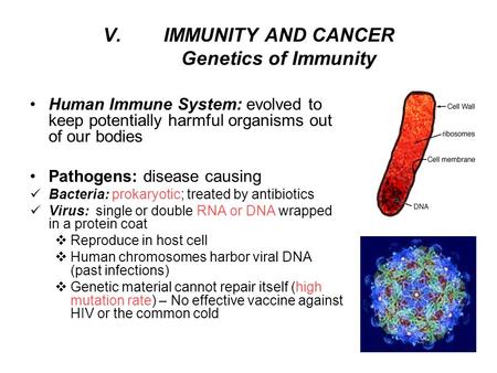 V.IMMUNITY AND CANCER Genetics of Immunity Human Immune System: evolved to keep potentially harmful organisms out of our bodies Pathogens: disease causing.