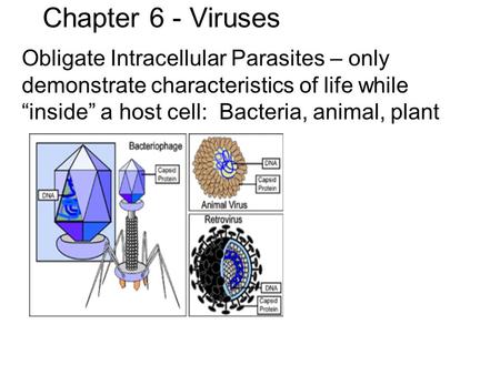 Chapter 6 - Viruses Obligate Intracellular Parasites – only demonstrate characteristics of life while “inside” a host cell: Bacteria, animal, plant.