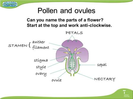 Pollen and ovules PETALS sepal NECTARY ovule ovary style stigma anther filament STAMEN { Can you name the parts of a flower? Start at the top and work.