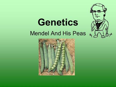 Genetics Mendel And His Peas. Genetics – the scientific study of heredity Gregor Mendel – 1800s His monastery garden pea plant experiments laid the foundations.