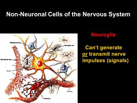 Non-Neuronal Cells of the Nervous System Neuroglia Can’t generate or transmit nerve impulses (signals)