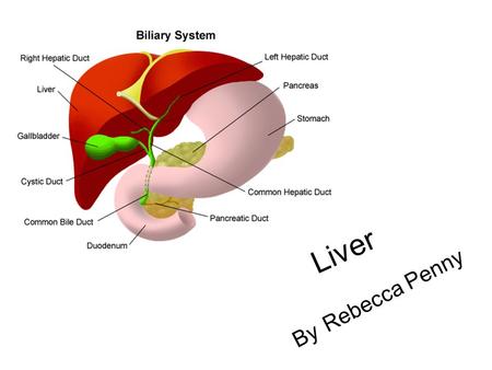 Liver By Rebecca Penny. Functions Of The Liver Clearing the blood of partials and infections including bacteria Combating infections in the body Neutralising.