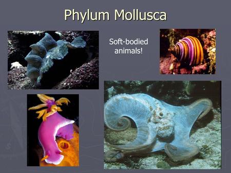 Phylum Mollusca Soft-bodied animals!. 3 Classes of Molluscs GASTROPODA : includes limpets, snails, slugs and whelks BIVALVIA: includes clams, oysters,