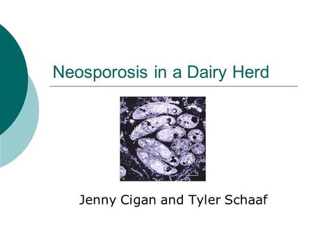 Neosporosis in a Dairy Herd Jenny Cigan and Tyler Schaaf.