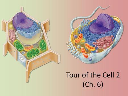 Tour of the Cell 2 (Ch. 6) Cells gotta work to live! What jobs do cells have to do? – make proteins proteins control every cell function – make energy.