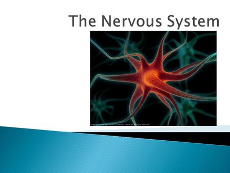  Sensory input – gathering information ◦ To monitor changes occurring inside and outside the body ◦ Changes = stimuli  Integration ◦ To process and.