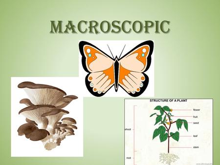 Macroscopic. Macroscopic Review - #1 When mold begins growing on an object, describe what is happening. – The fungus releases strong juices (enzymes)