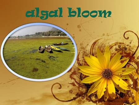 Algal bloom. Definition-1. An Algal bloom is rapid increase or accumulation in the population of algae(typically microscopic) in an aquatic system. 2.