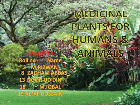 MEDICINAL PLANTS FOR HUMANS & ANIMALS