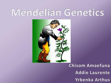 First generation-offspring grew as tall/round as the taller/round parent Second generation-Three- fourths of the offspring were tall/round, one- fourth.