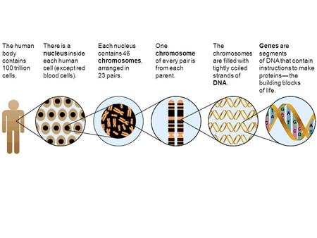 The human body contains 100 trillion cells. There is a nucleus inside