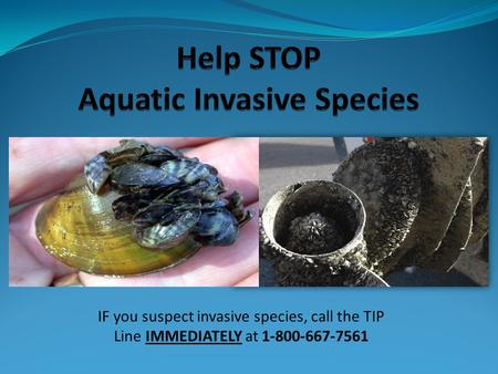 Help STOP Aquatic Invasive Species