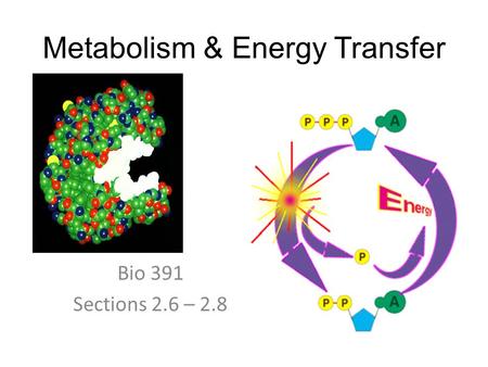 Metabolism & Energy Transfer Bio 391 Sections 2.6 – 2.8.