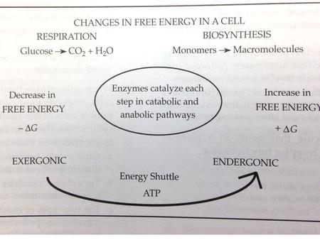  Metabolism  Totality of an organism’s chemical processes  Catabolic pathways (release energy)  Breakdown  Respiration  Anabolic pathway  Build.